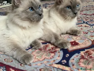 Domestic Shorthair cats Ragdoll and kittens adoption - Advert 1