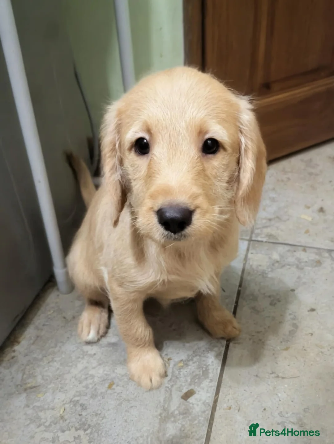 Labradoodle dogs for sale: Labradoodle puppys in Portsmouth - Advert 2