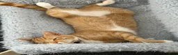 Domestic Shorthair cats for sale: Beautiful Kittens  in Sheerness - Advert 9