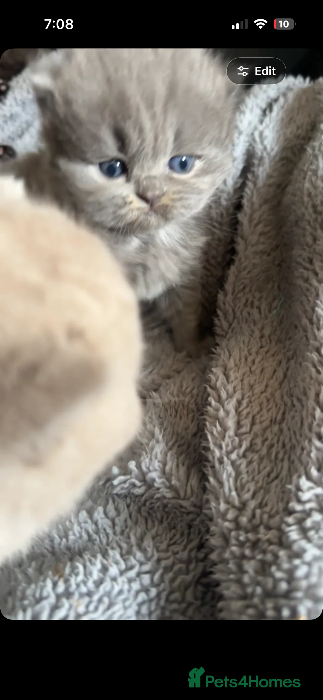 British Shorthair cats for sale: two british longhairs and one british shorthair   - Advert 1