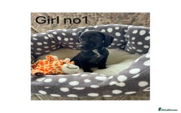 Cocker Spaniel dogs for sale: Beautiful Cocker Spaniel Puppies ❤️ - Image 3