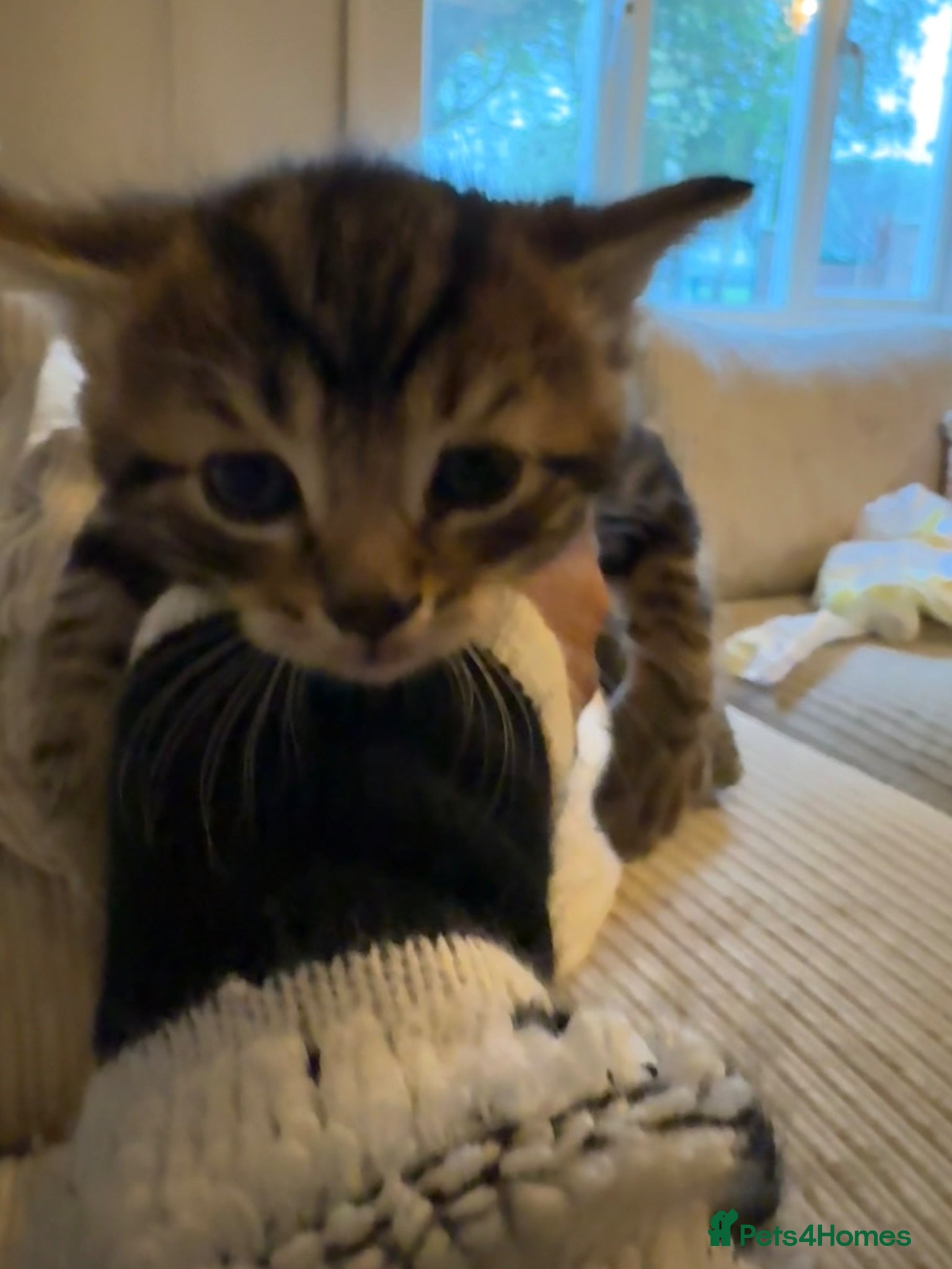 Mixed Breed cats for sale: 3 kittens for sale - Advert 5