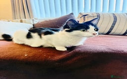 Mixed Breed cats for sale: FREE KITTENS AND CAT!! In need of rehoming FREE - Image 7