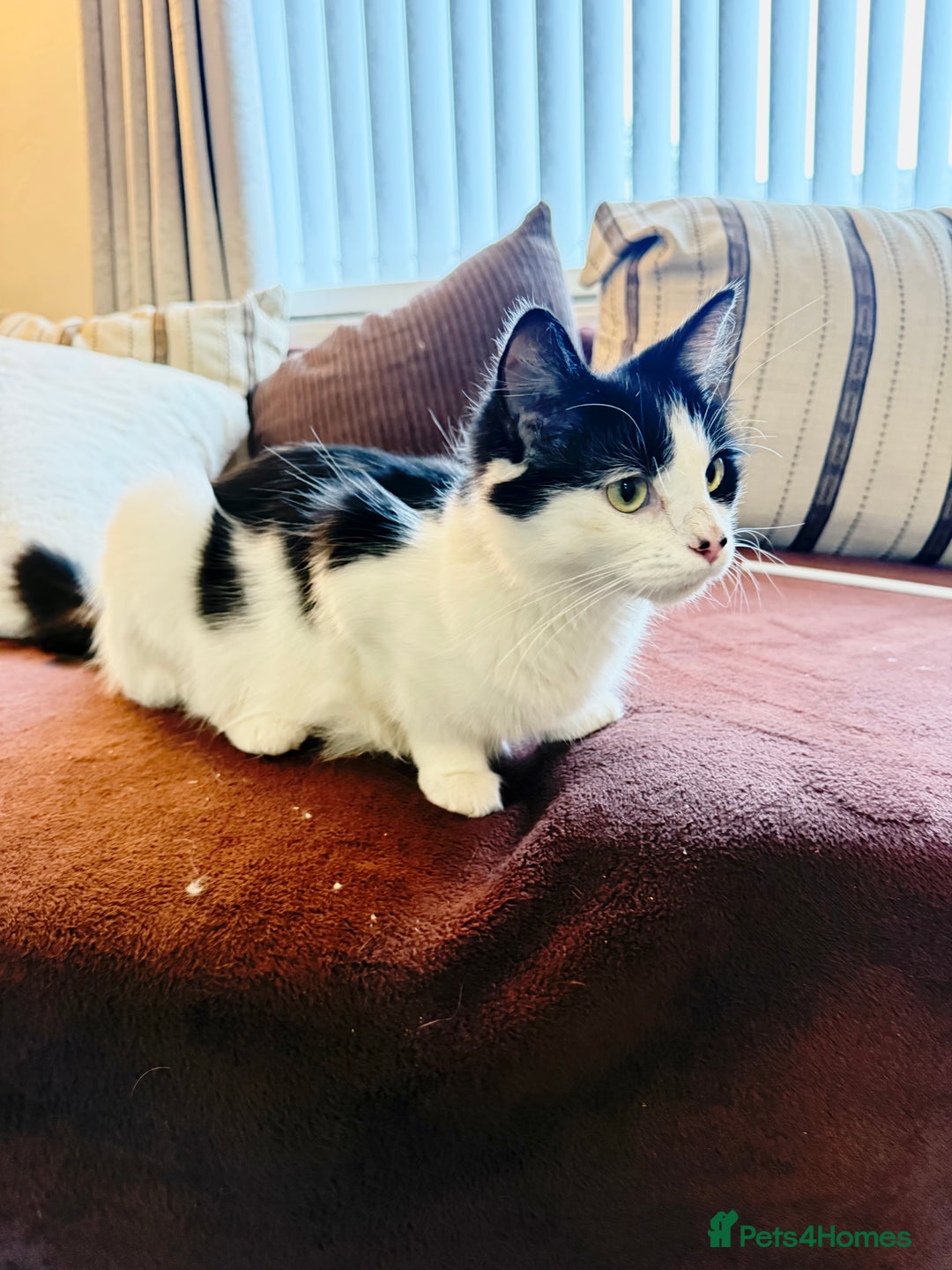 Mixed Breed cats for sale: FREE KITTENS AND CAT!! In need of rehoming FREE - Image 7