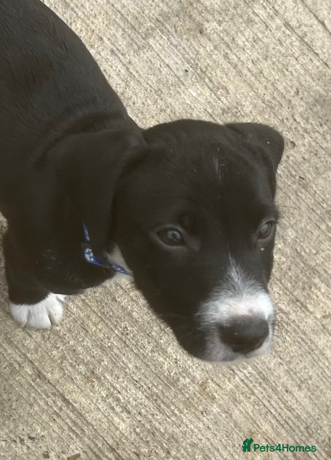 Mixed Breed dogs for sale: READY TO GO! Jack Russell x Cocker Spaniel pups  - Image 2