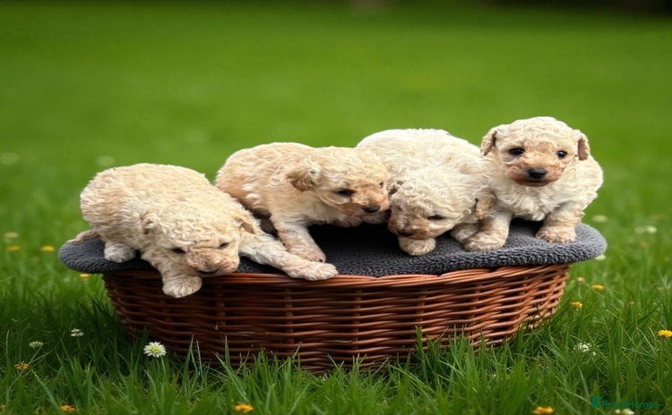 Toy Poodle dogs - Advert 1