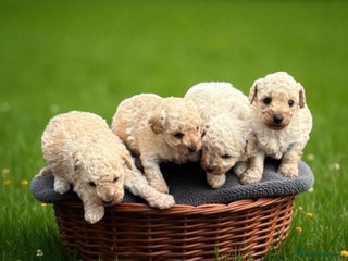 Toy Poodle dogs - Advert 10