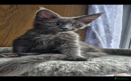 Maine Coon cats for sale: Little adorable kitten looking for new home  - Image 15