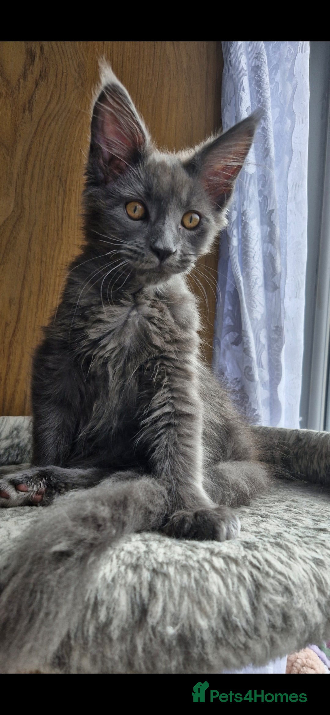 Maine Coon cats for sale: Little adorable kitten looking for new home  - Image 15