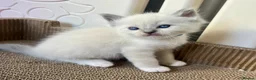 Ragdoll cats for sale: Purebred Ragdolls Kittens in Bournemouth - Advert 13