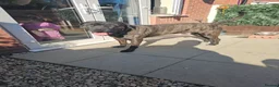 Cane Corso dogs for sale: Beautiful cane corso x puppies  - Advert 14