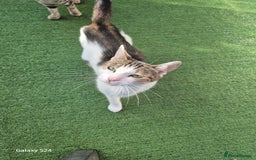 Mixed Breed cats for sale: Beautiful girl kitten  - Image 6