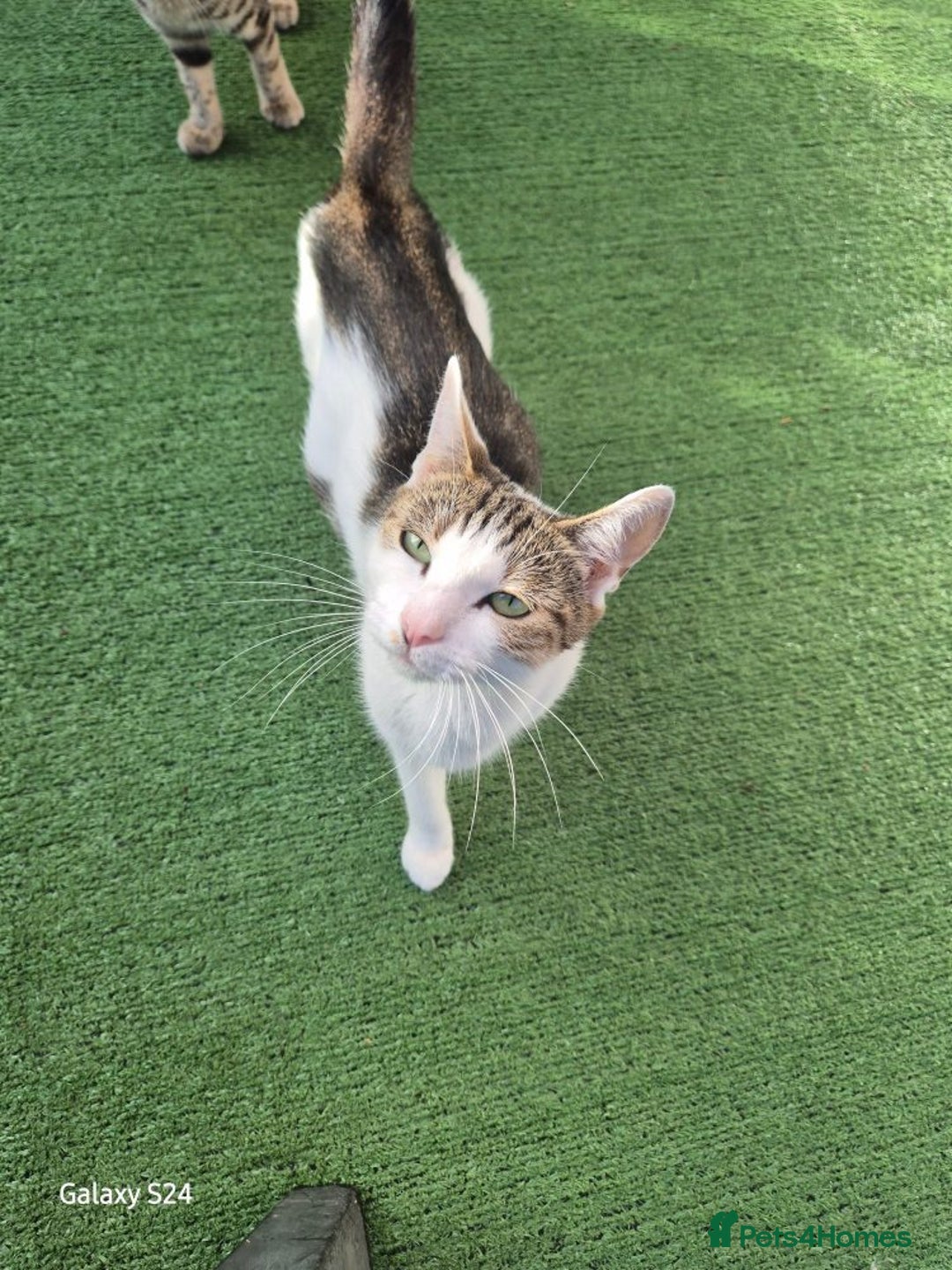 Mixed Breed cats for sale: Beautiful girl kitten  - Image 6