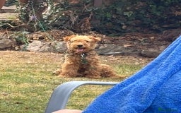 Welsh Terrier dogs for sale: Welsh Terrier - Image 4