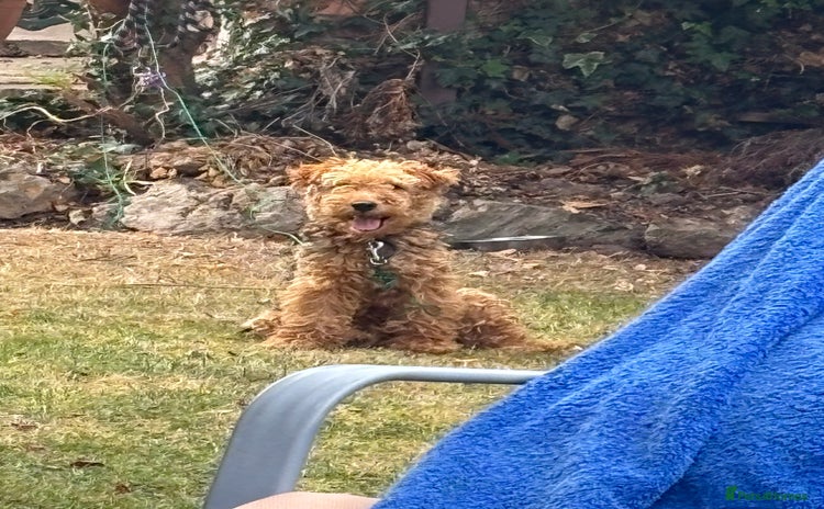 Welsh Terrier dogs Welsh Terrier - Advert 1