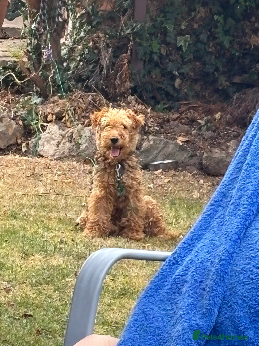 Welsh Terrier dogs for sale: Welsh Terrier - Image 4