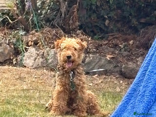 Welsh Terrier dogs Welsh Terrier - Advert 5