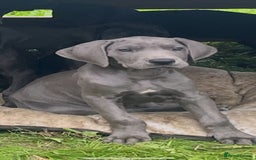 Great Dane dogs for sale: 7 left -12 beautiful Great Dane puppies black/blue - Image 9
