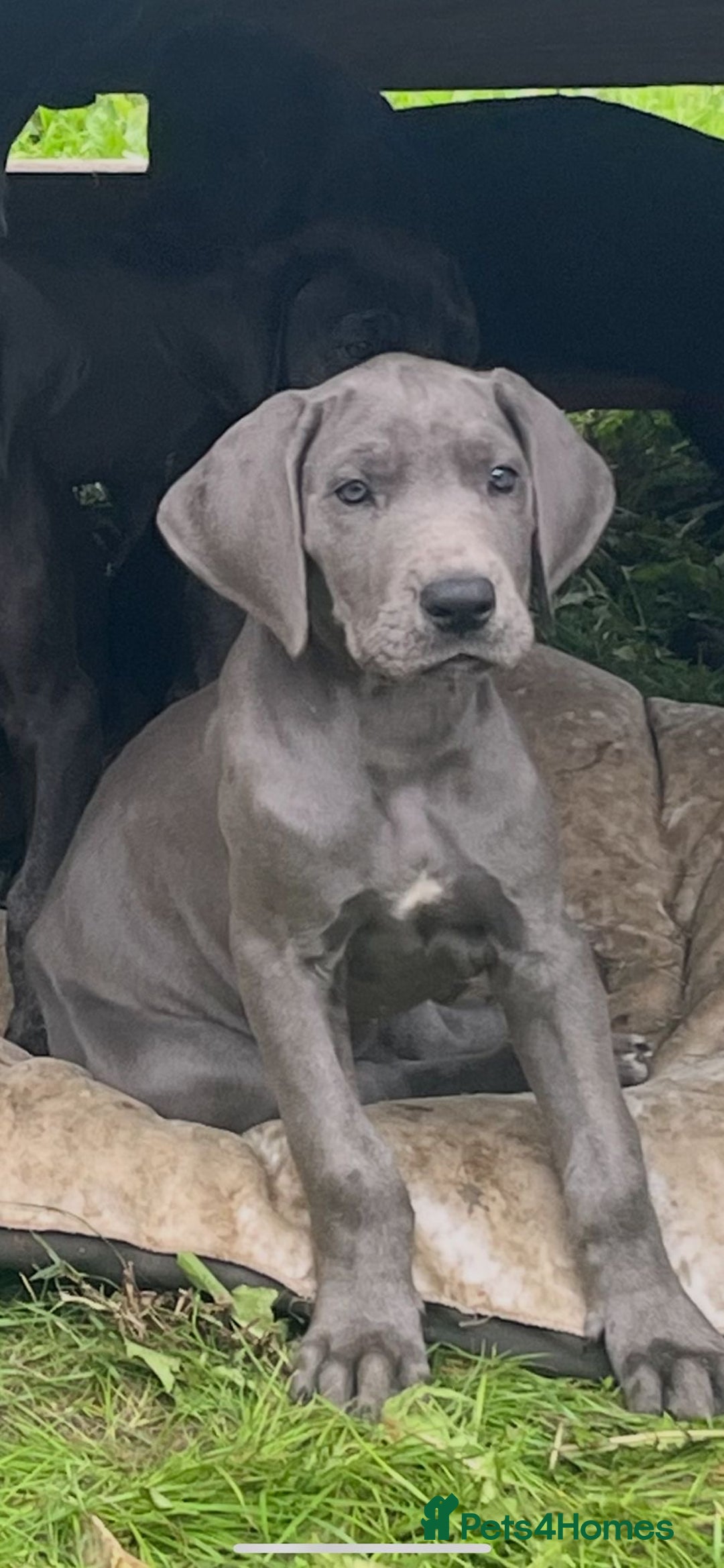 Great Dane dogs for sale: 7 left -12 beautiful Great Dane puppies black/blue - Image 9