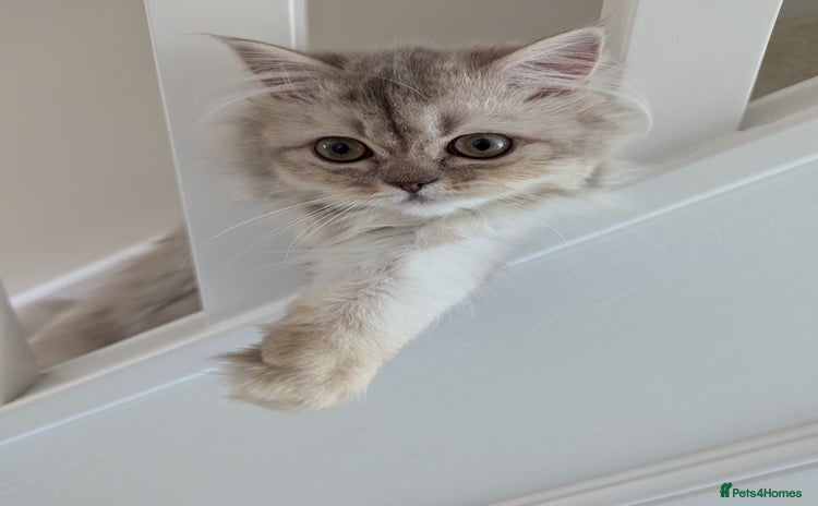 British Longhair cats - Advert 2