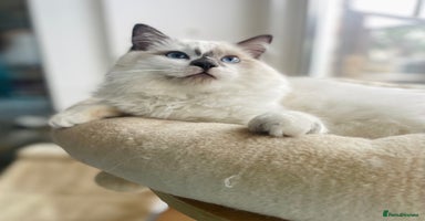 Ragdoll cats - Advert 3