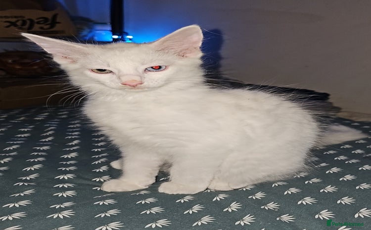 Turkish Angora cats - Advert 1