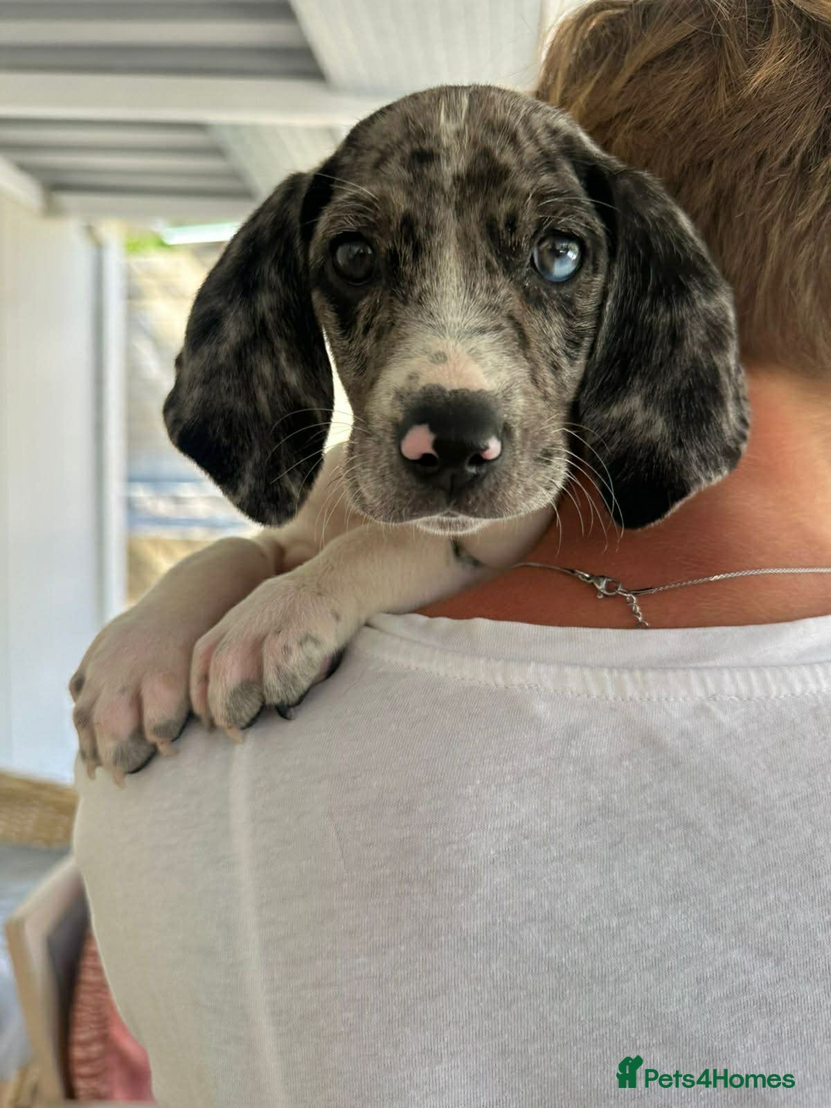 Mixed Breed dogs Timmy is ready to steal your heart in Fordingbridge - Advert 1