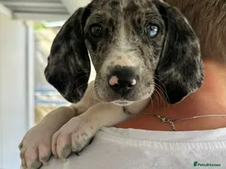 Mixed Breed dogs Timmy is ready to steal your heart in Fordingbridge - Advert 1