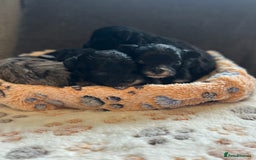 Maltipoo dogs for sale: F1 Toy Maltipoos - Image 14