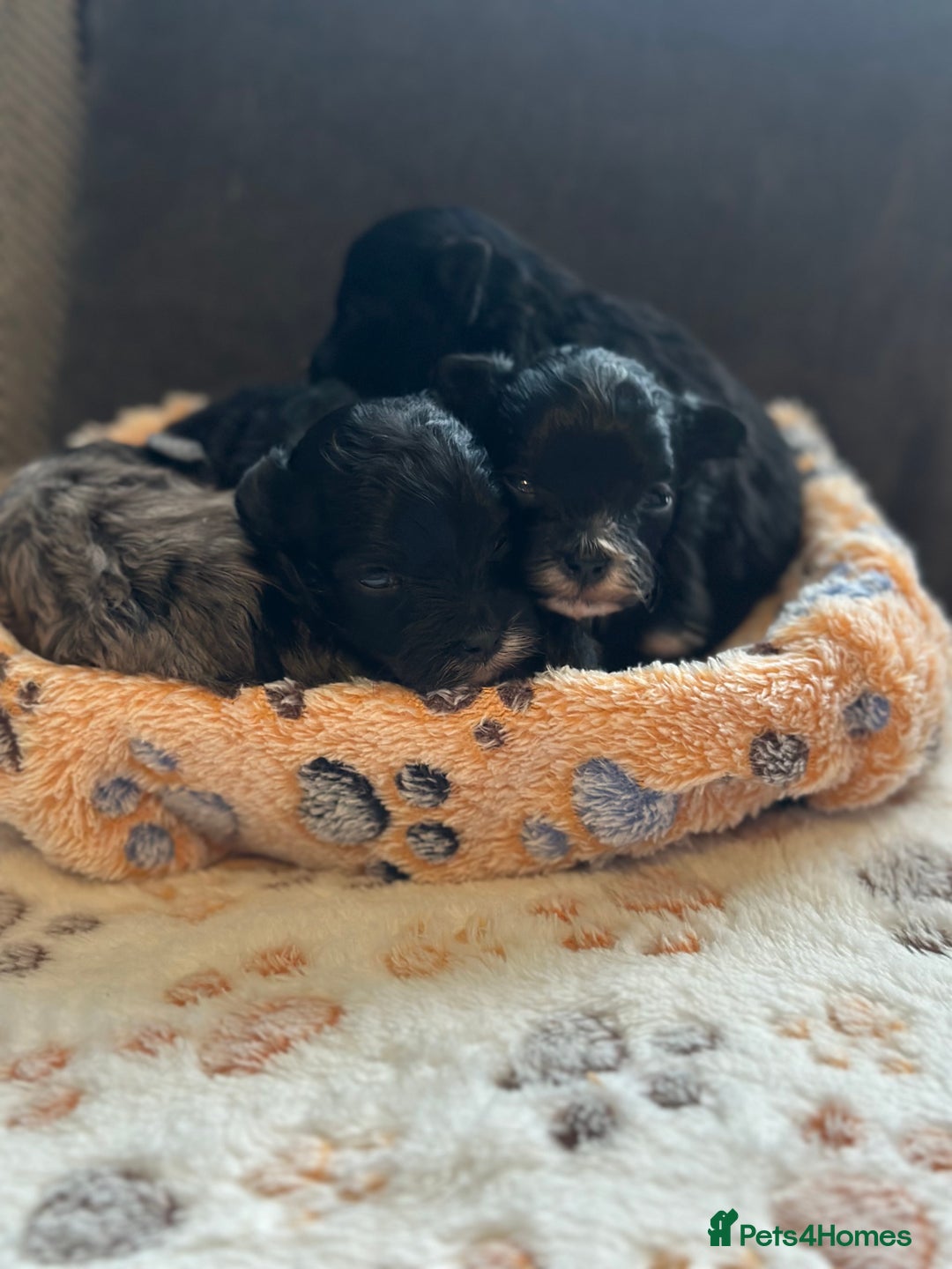 Maltipoo dogs for sale: F1 Toy Maltipoos - Image 14