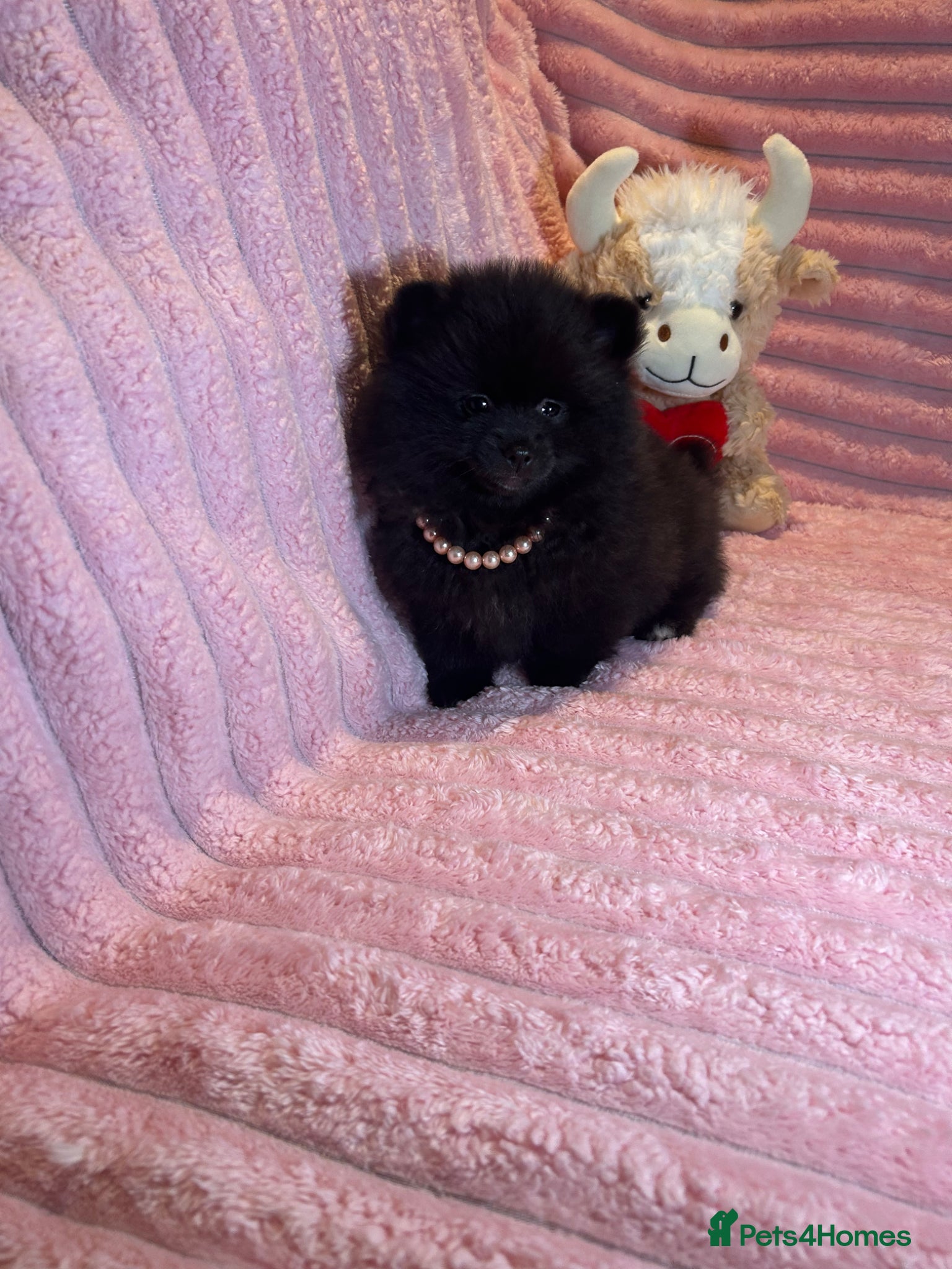 Pomeranian dogs 🩷Last Girl🩷Beautiful Pomeranian Puppies 🩷🐶🩷 - Advert 2