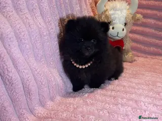Pomeranian dogs 🩷Last Girl🩷Beautiful Pomeranian Puppies 🩷🐶🩷 - Advert 2