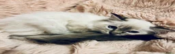 Ragdoll cats for sale: Degruchi Cattery has show quality kittens for sale in Petersfield - Advert 16