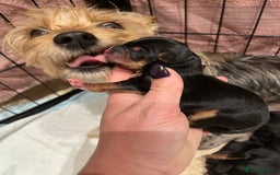 Yorkshire Terrier dogs for sale: Stunning family raised puppys - Image 3
