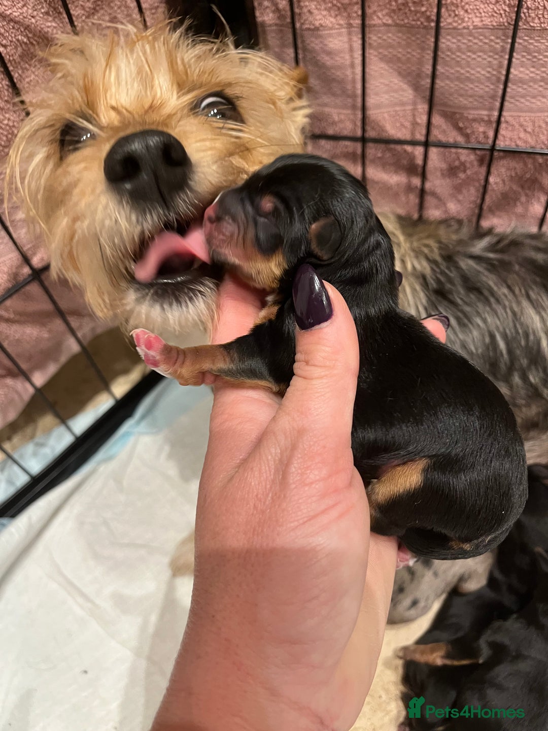Yorkshire Terrier dogs for sale: Stunning family raised puppys - Image 3