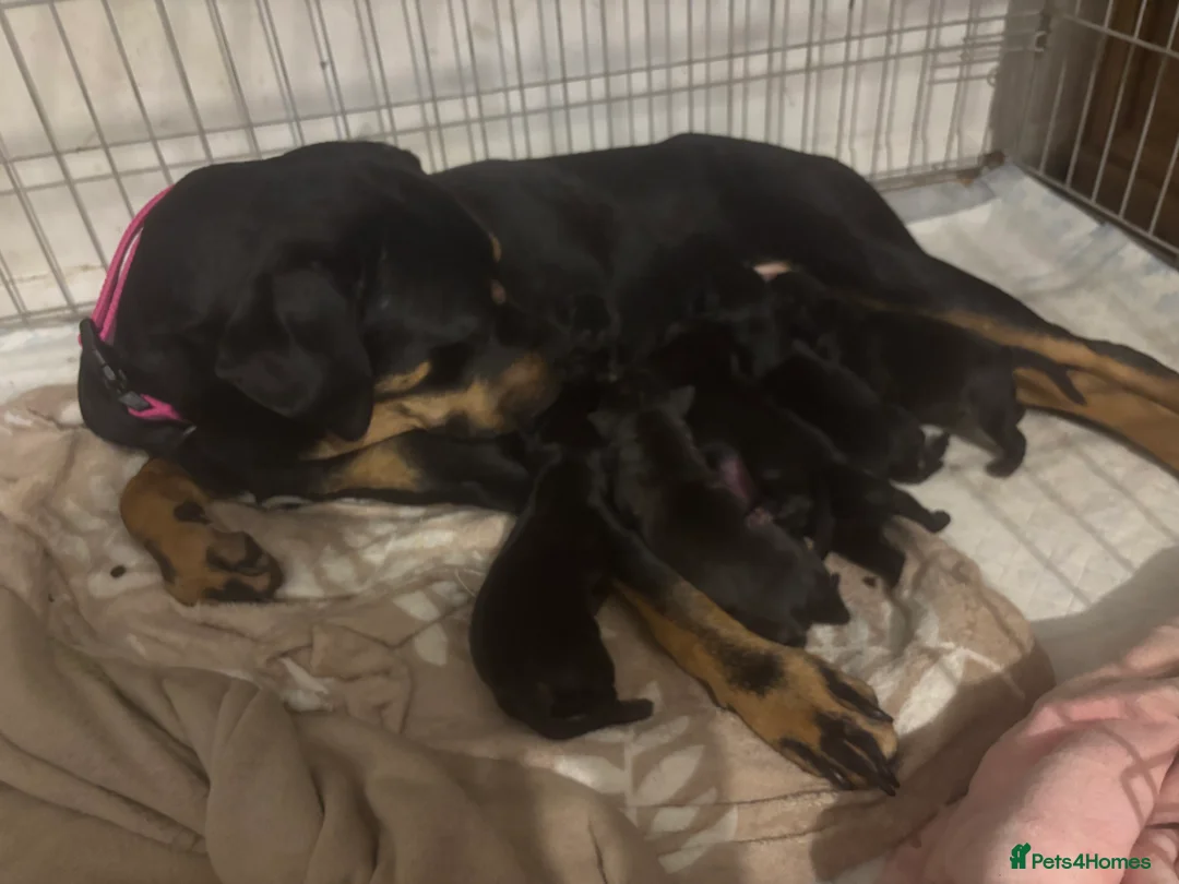 Mixed Breed dogs for sale: 4 beautiful cane corso mix lab puppies for sale  in London - Advert 7