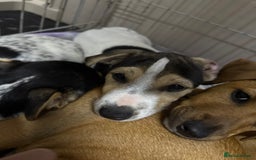 Jack Russell dogs for sale: 🐾Jack Russell Puppies🐾 - Image 36