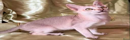 Singapura cats for sale: Rare Breed Singapura Kitten - Advert 24