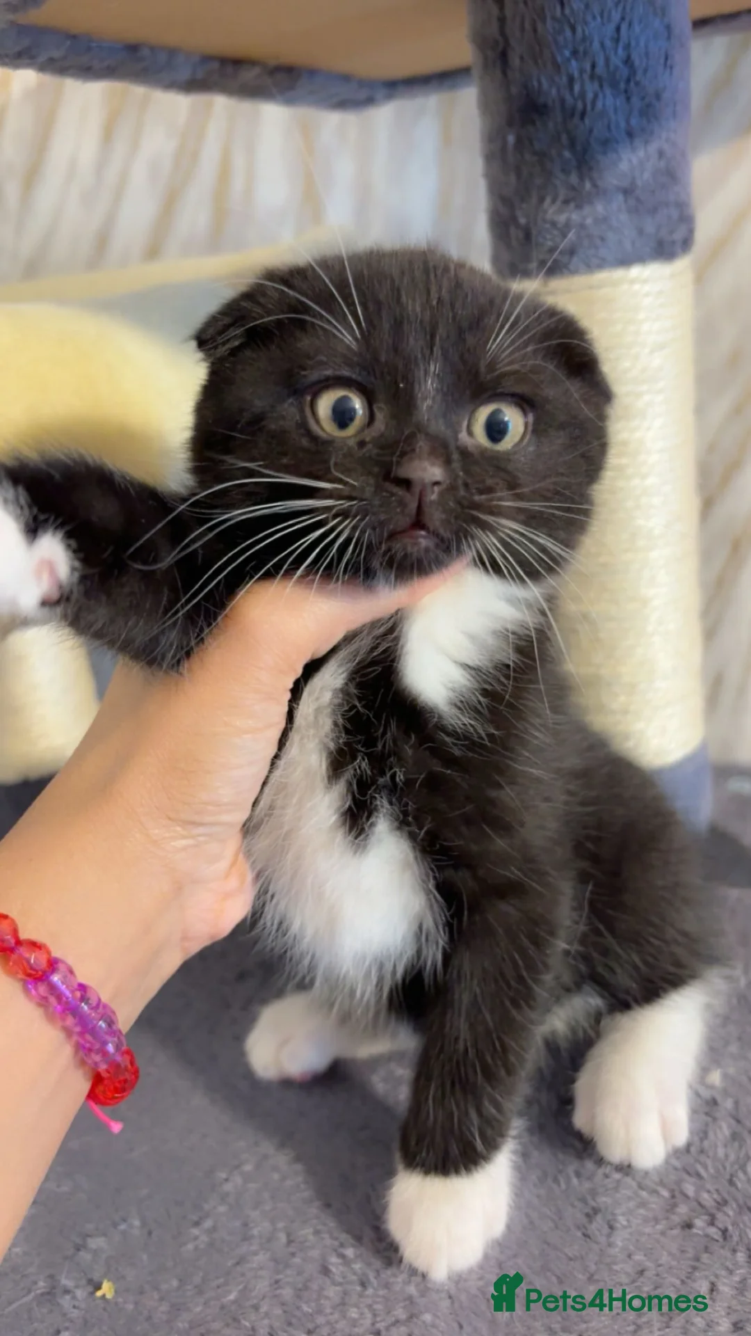 Mixed Breed cats for sale: Cute Scottish fold/ straight mixed breed kittens.  in Slough - Advert 2