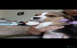 Beagle dogs for sale: Really cute beagle puppies !🐶🐶❤️ - Image 15