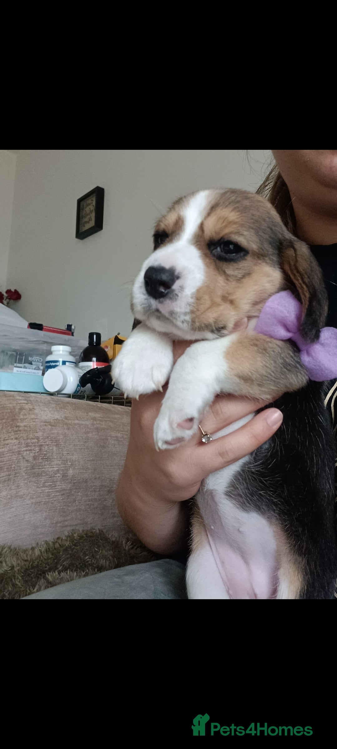 Beagle dogs for sale: Really cute beagle puppies !🐶🐶❤️ - Image 15
