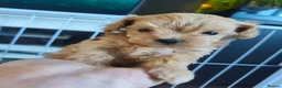 Maltipoo dogs for sale: Beautiful Very Tiny F1B maltipoos - Advert 12