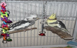 Cockatiels birds for sale: Bonded pair of PET only cockatiels  - Image 2