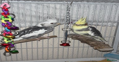 Cockatiels birds - Advert 12