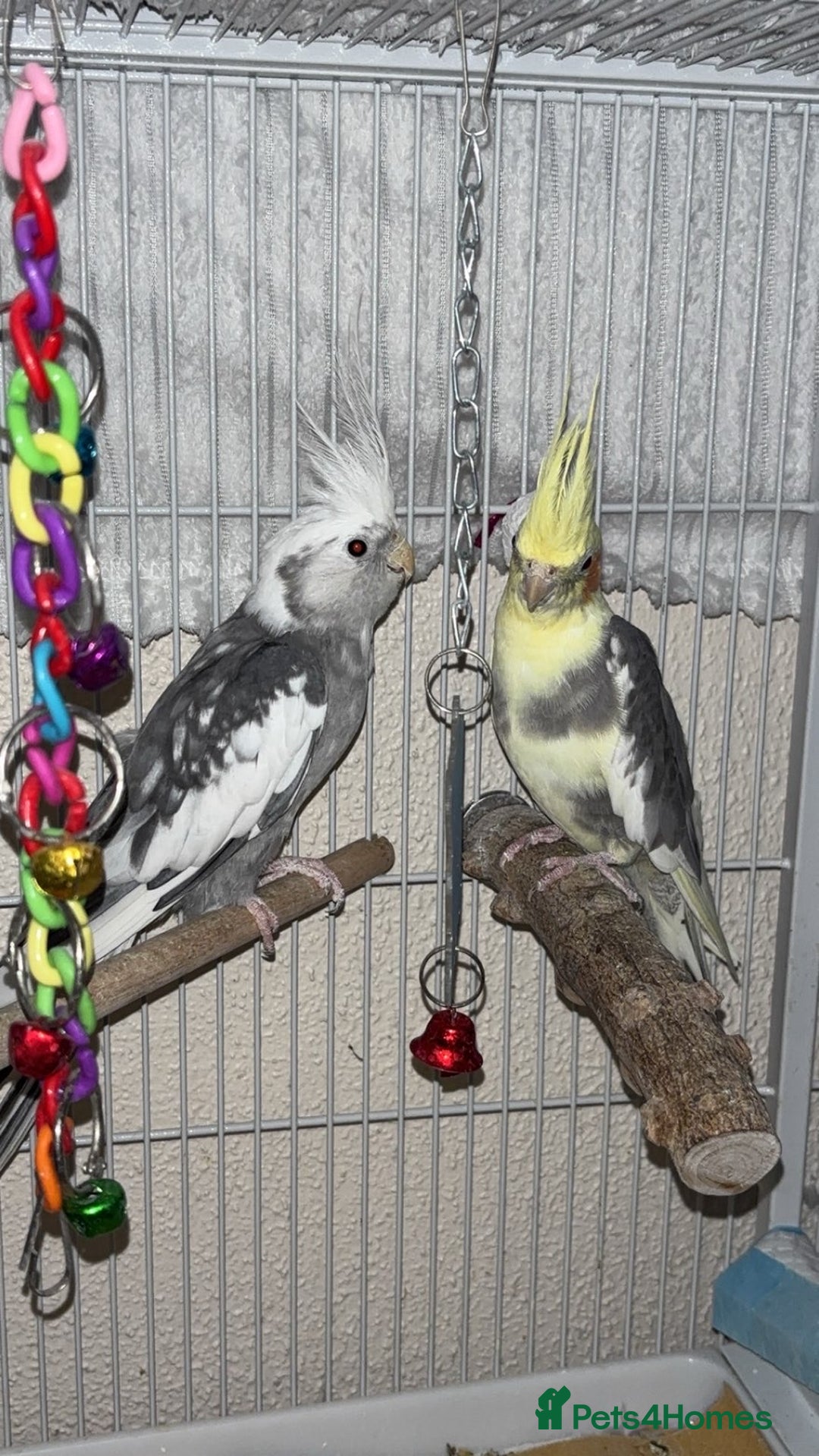 Cockatiels birds for sale: Bonded pair of PET only cockatiels  - Image 2