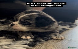 Olde English Bulldogge dogs for sale: MAMMUT OLDE ENGLISH BULLDOGS - Image 2