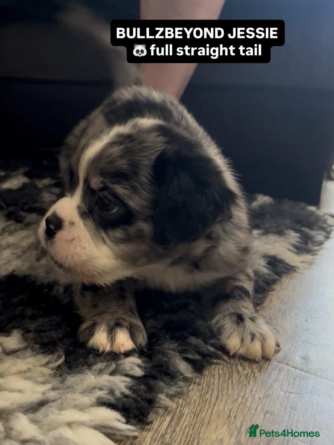 Olde English Bulldogge dogs for sale: MAMMUT OLDE ENGLISH BULLDOGS - Image 2
