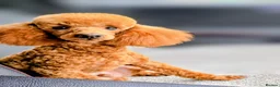 Toy Poodle dogs for stud: TOY & MINIATURE BOY'S FOR STUD  - Advert 6