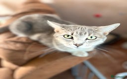 Persian cats for sale: Outstanding litter of Persian x kittens,  - Image 27