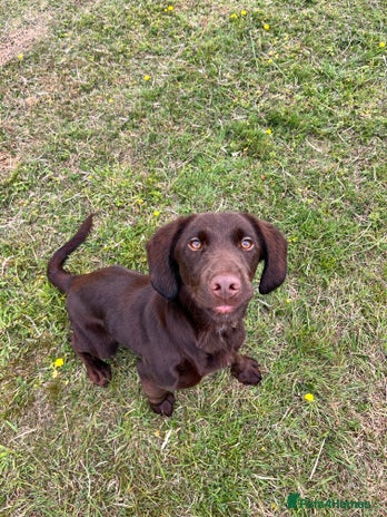 Puppies Kelpie X Staffy Sand Springador Puppies For Sale In